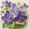 Primary Birth Flower Violet