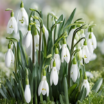 Secondary Birth Flower: Snowdrop